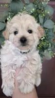 Teddy , a male Maltipoo and Maltese for sale in Monroe, NC – 1 of 6