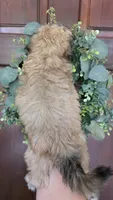 Cookie, a female Maltipoo and Maltese for sale in Monroe, NC – 4 of 8