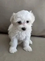 Lilly, a female Maltipoo and Maltese for sale in Monroe, NC – 6 of 7