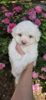 Puppy A4, a male Maltipoo for sale in Monroe, NC – Photo 5 of 7