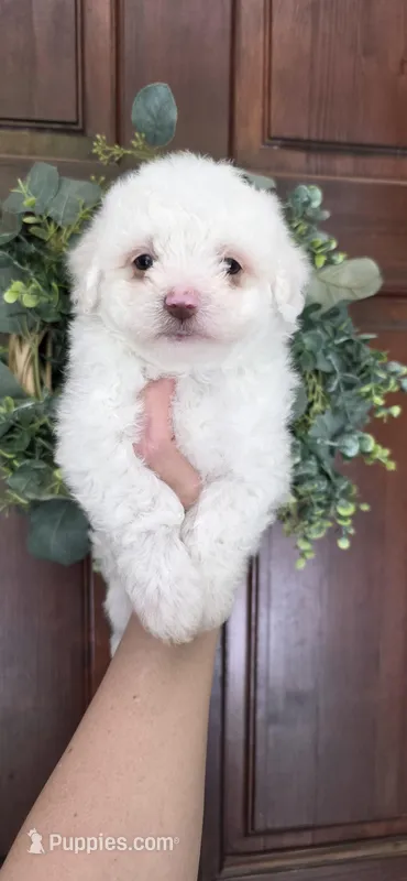 Puppy A4 – Maltipoo puppy for sale in Monroe, NC