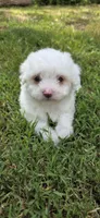 Puppy A4, a male Maltipoo for sale in Monroe, NC – Photo 7 of 7