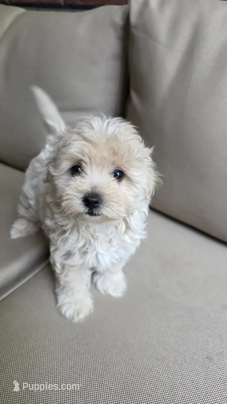 Daisy  – Maltipoo, Maltese puppy for sale in Monroe, NC