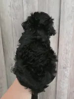 Ronaldo, a male Maltipoo and Maltese for sale in Monroe, NC – 5 of 6