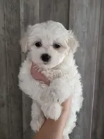 Lilly, a female Maltipoo and Maltese for sale in Monroe, NC – 3 of 7