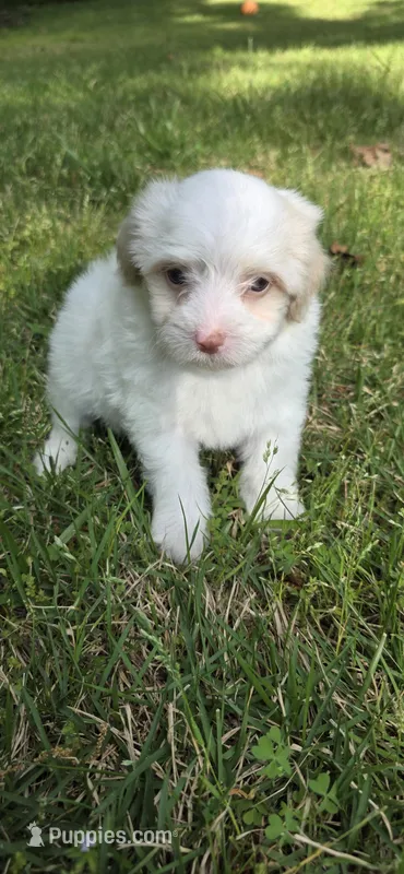 Puppy A2 – Maltipoo puppy for sale in Monroe, NC