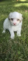 Puppy A2, a male Maltipoo for sale in Monroe, NC – Photo 7 of 7