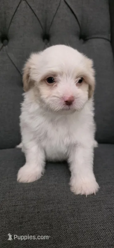 Puppy A2 – Maltipoo puppy for sale in Monroe, NC