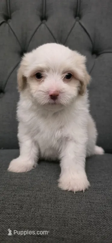 Puppy A2 – Maltipoo puppy for sale in Monroe, NC