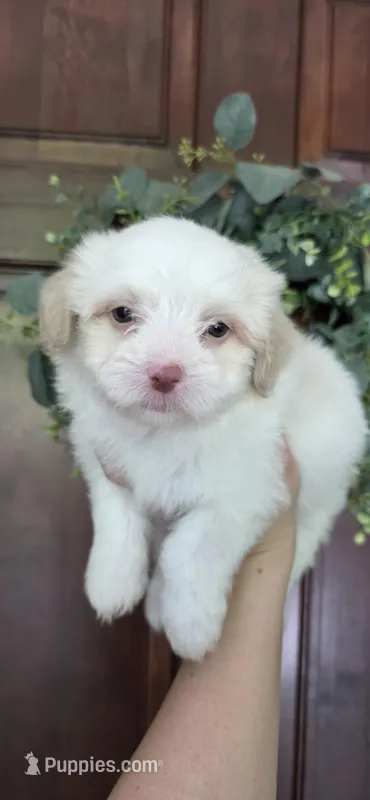 Puppy A2 – Maltipoo puppy for sale in Monroe, NC