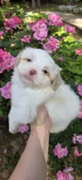 Puppy A2, a male Maltipoo for sale in Monroe, NC – Photo 5 of 7