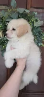 B2, a male Maltipoo for sale in Monroe, NC – Photo 2 of 8