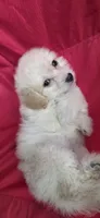 B2, a male Maltipoo for sale in Monroe, NC – Photo 8 of 8