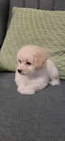 B2, a male Maltipoo for sale in Monroe, NC – Photo 6 of 8