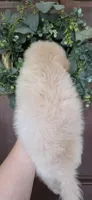 B2, a male Maltipoo for sale in Monroe, NC – Photo 3 of 8
