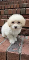 B2, a male Maltipoo for sale in Monroe, NC – Photo 4 of 8