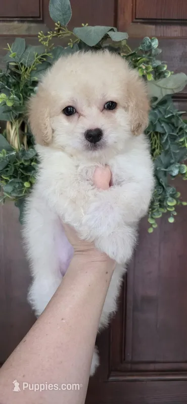 B2, a male Maltipoo for sale in Monroe, NC – Photo 1 of 8