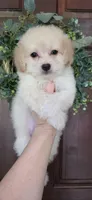 B2, a male Maltipoo for sale in Monroe, NC – Photo 1 of 8