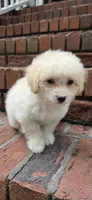 B2, a male Maltipoo for sale in Monroe, NC – Photo 7 of 8