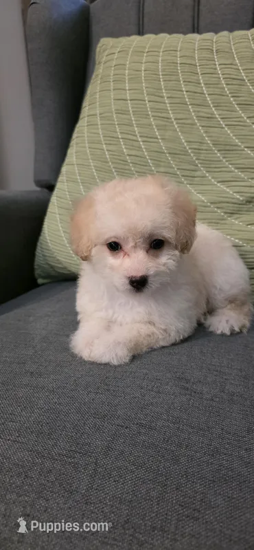 B2 – Maltipoo puppy for sale in Monroe, NC