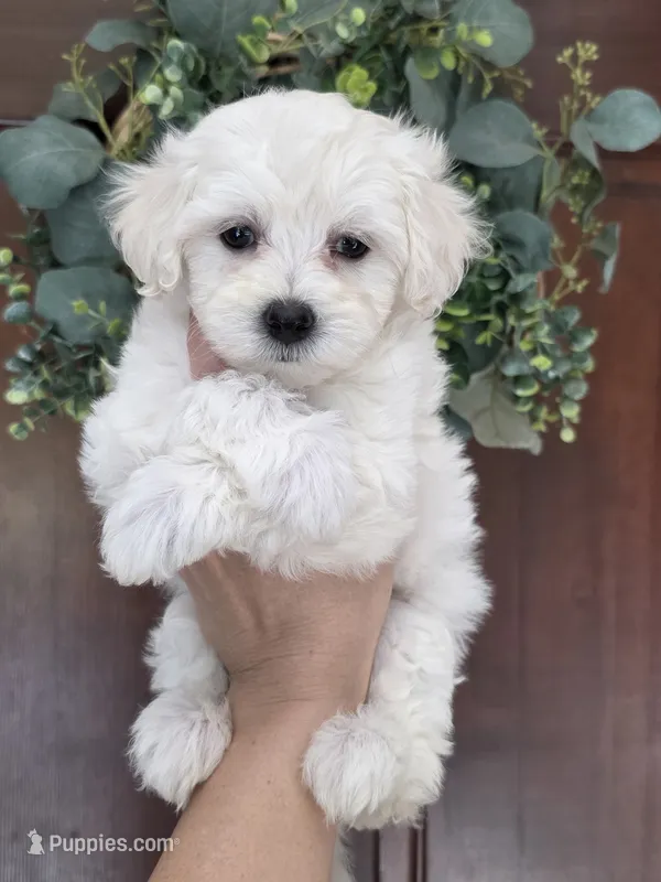 Max – Maltipoo, Maltese puppy for sale in Monroe, NC