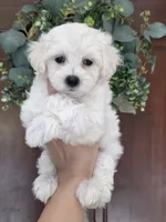 Max, a male Maltipoo and Maltese for sale in Monroe, NC – 1 of 6