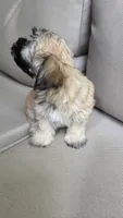 Cookie, a female Maltipoo and Maltese for sale in Monroe, NC – 6 of 8