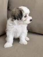 Candy, a female Maltipoo and Maltese for sale in Monroe, NC – 3 of 8