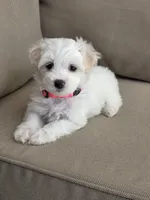 Minnie, a female Maltipoo and Maltese for sale in Monroe, NC – 2 of 8