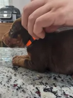 Orange, a female Doberman Pinscher for sale in Dallas, TX – 5 of 5