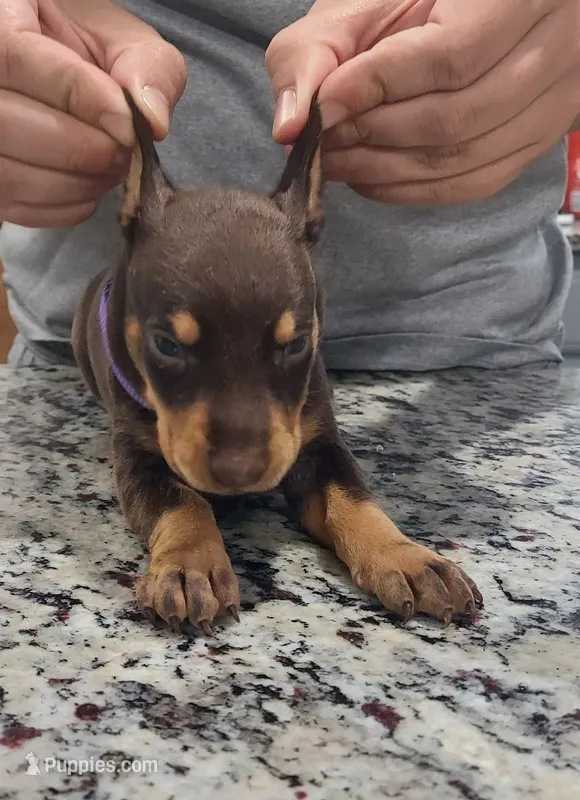 Purple – Doberman Pinscher puppy for sale in Dallas, TX