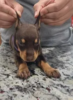 Purple, a female Doberman Pinscher for sale in Dallas, TX – 1 of 4