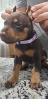 Violet, a female Doberman Pinscher for sale in Dallas, TX – 3 of 3