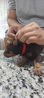 Red, a female Doberman Pinscher for sale in Dallas, TX – 3 of 3