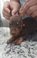 Orange, a female Doberman Pinscher for sale in Dallas, TX – 2 of 5