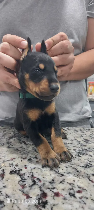 Green – Doberman Pinscher puppy for sale in Dallas, TX