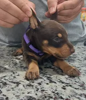 Purple, a female Doberman Pinscher for sale in Dallas, TX – 2 of 4