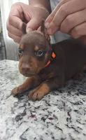Orange, a female Doberman Pinscher for sale in Dallas, TX – 3 of 5
