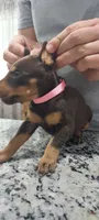 Pink, a female Doberman Pinscher for sale in Dallas, TX – 3 of 4