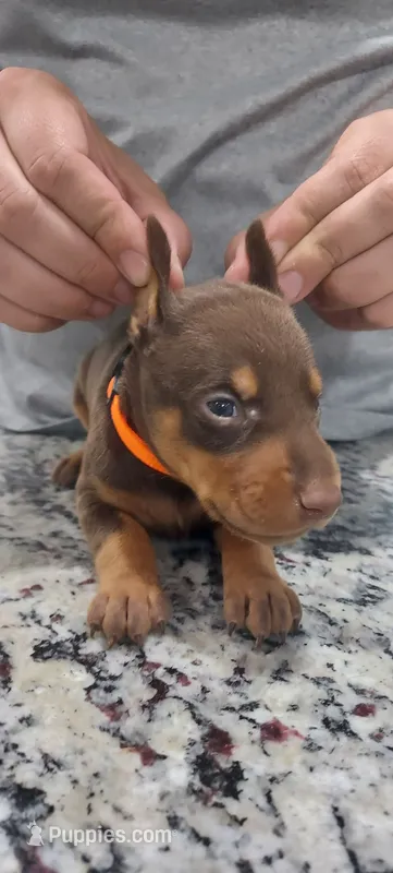 Orange – Doberman Pinscher puppy for sale in Dallas, TX