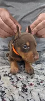 Orange, a female Doberman Pinscher for sale in Dallas, TX – 1 of 5