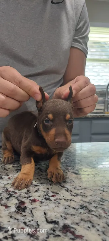 Black – Doberman Pinscher puppy for sale in Dallas, TX