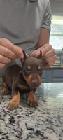 Black, a male Doberman Pinscher for sale in Dallas, TX – 1 of 4
