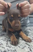 Black, a male Doberman Pinscher for sale in Dallas, TX – 2 of 4