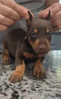 Black, a male Doberman Pinscher for sale in Dallas, TX – 4 of 4