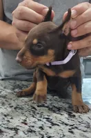 Violet, a female Doberman Pinscher for sale in Dallas, TX – 1 of 3