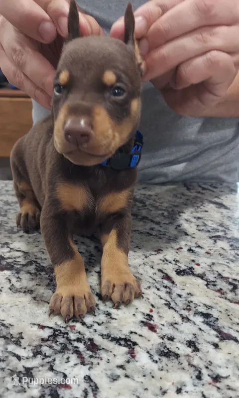 Blue – Doberman Pinscher puppy on hold in Dallas, TX