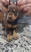 Blue, a male Doberman Pinscher for sale in Dallas, TX – 1 of 2