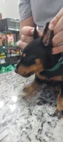 Green, a male Doberman Pinscher for sale in Dallas, TX – 5 of 5