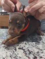 Red, a female Doberman Pinscher for sale in Dallas, TX – 1 of 3